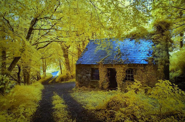 Top 10 World's Most Beautiful Forest Houses