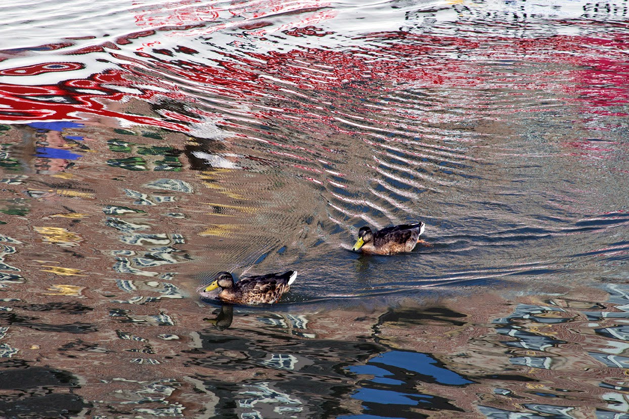 reflection of ducks in the river