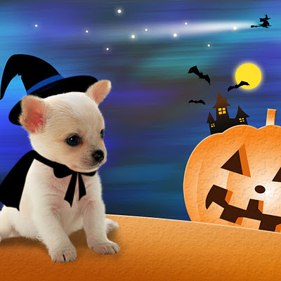 Little dog like a witch, Halloween download free wallpapers for Apple iPad