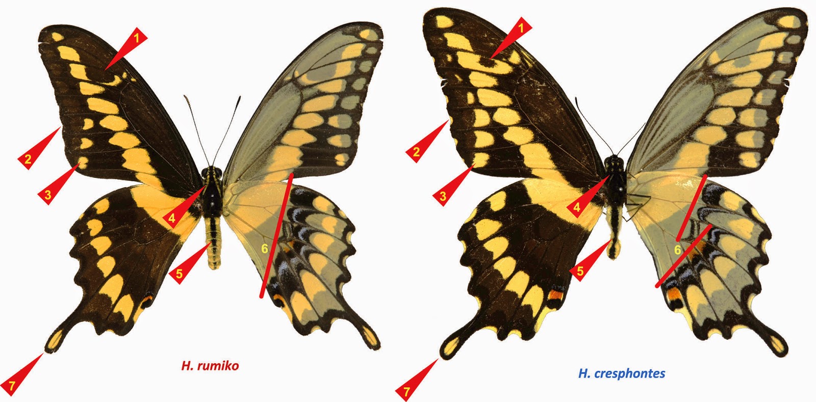 Sciency Thoughts: A new species of Giant Swallowtail Butterfly from