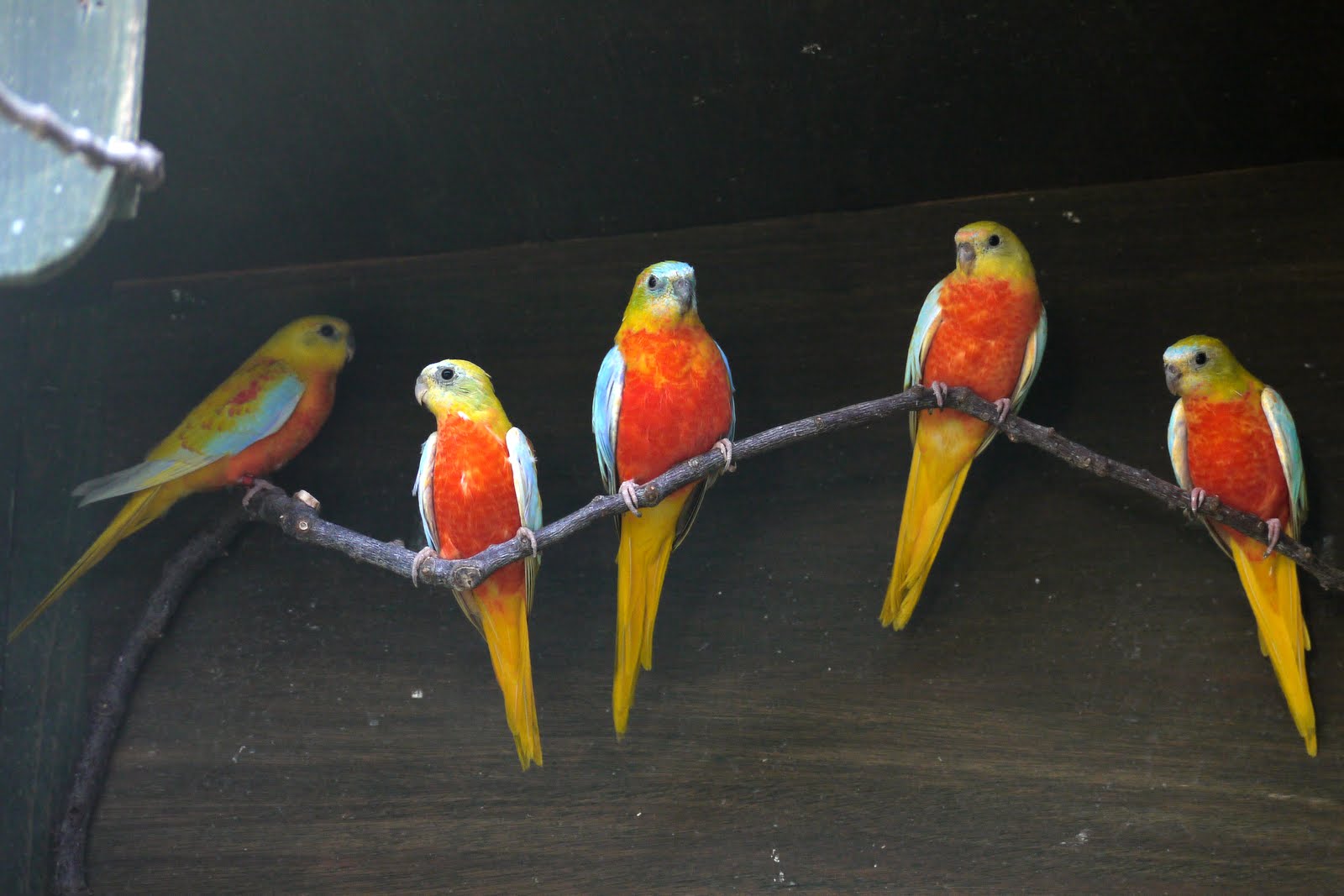 Grassparakeet photo blog 'red' turquoisine