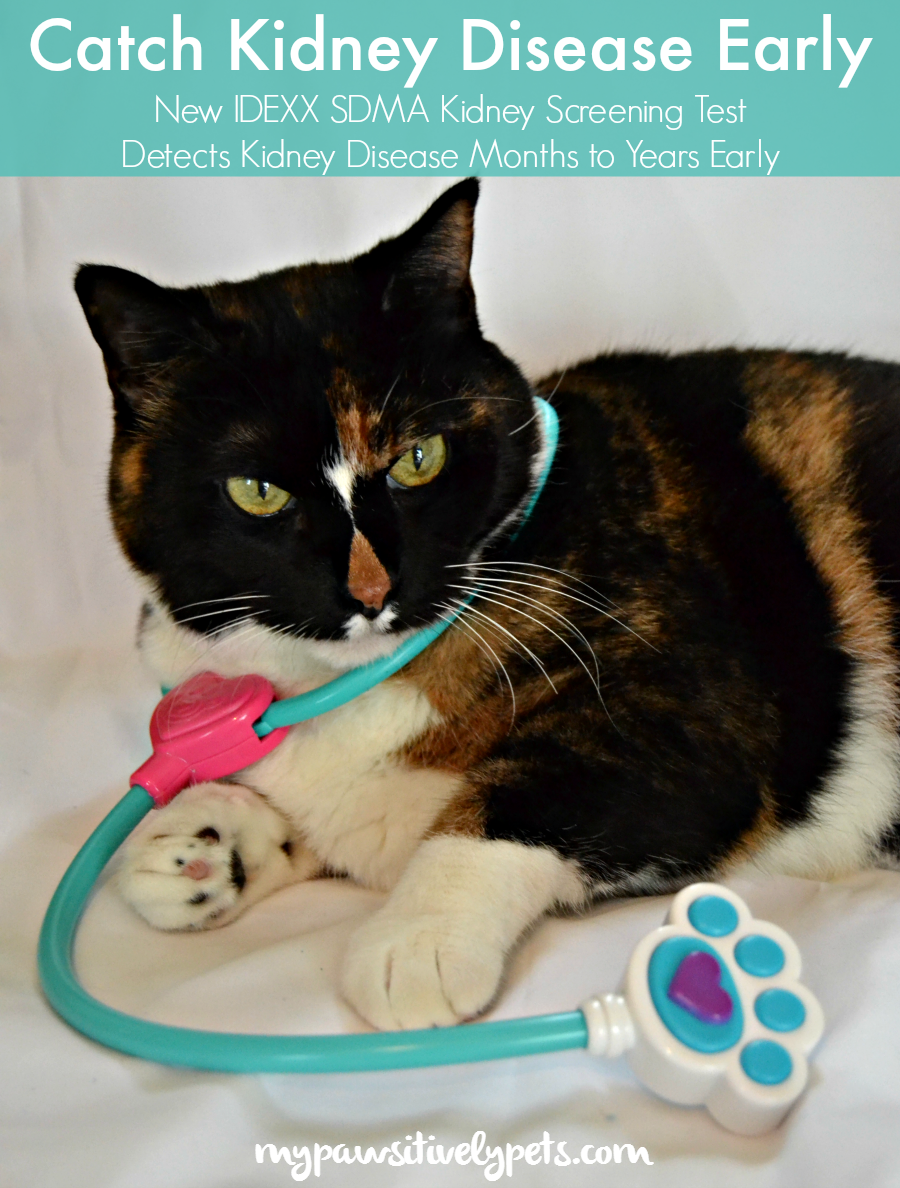 AskYourVet for the IDEXX SDMA Kidney Screening Test and Catch Kidney