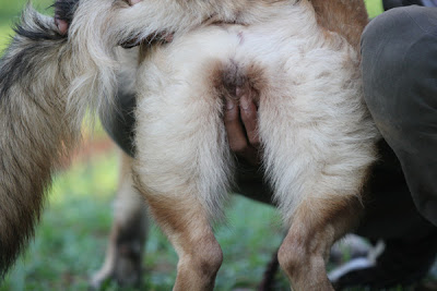 sex male dogs Dual anal penetration
