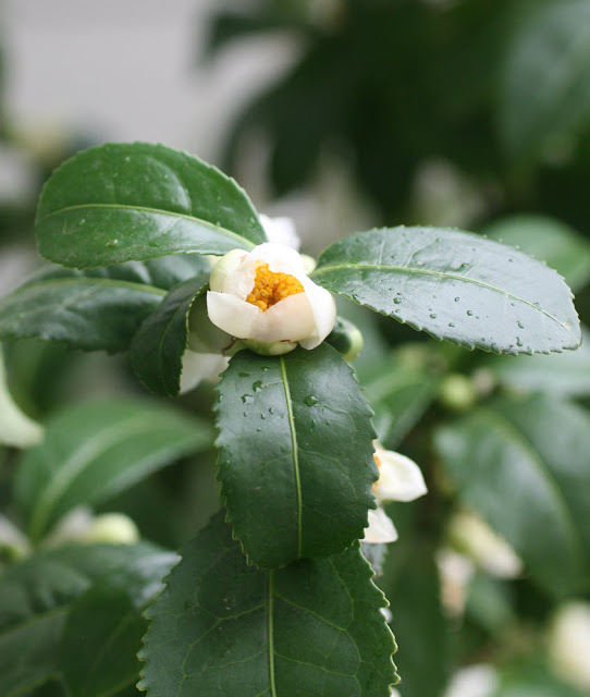 Steph's Cup of Tea: Tea Flowers