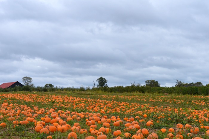 pumpkin field in kentucky evans orchard