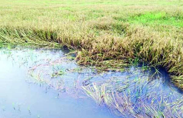 Farmers, Water, Flood, News, Kerala, Loss, Agriculture, Harvesting, Kuttanad, Kuttanad farmer's in crisis.