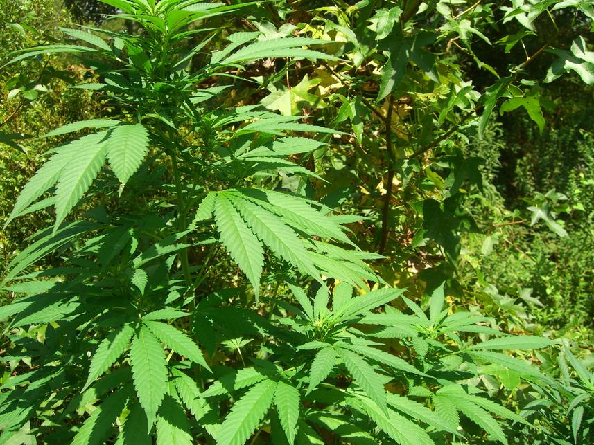 L'uomo tra Cielo e Terra CANNABIS INDICA materia medica