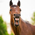 Учени установиха как конете изразяват емоциите си