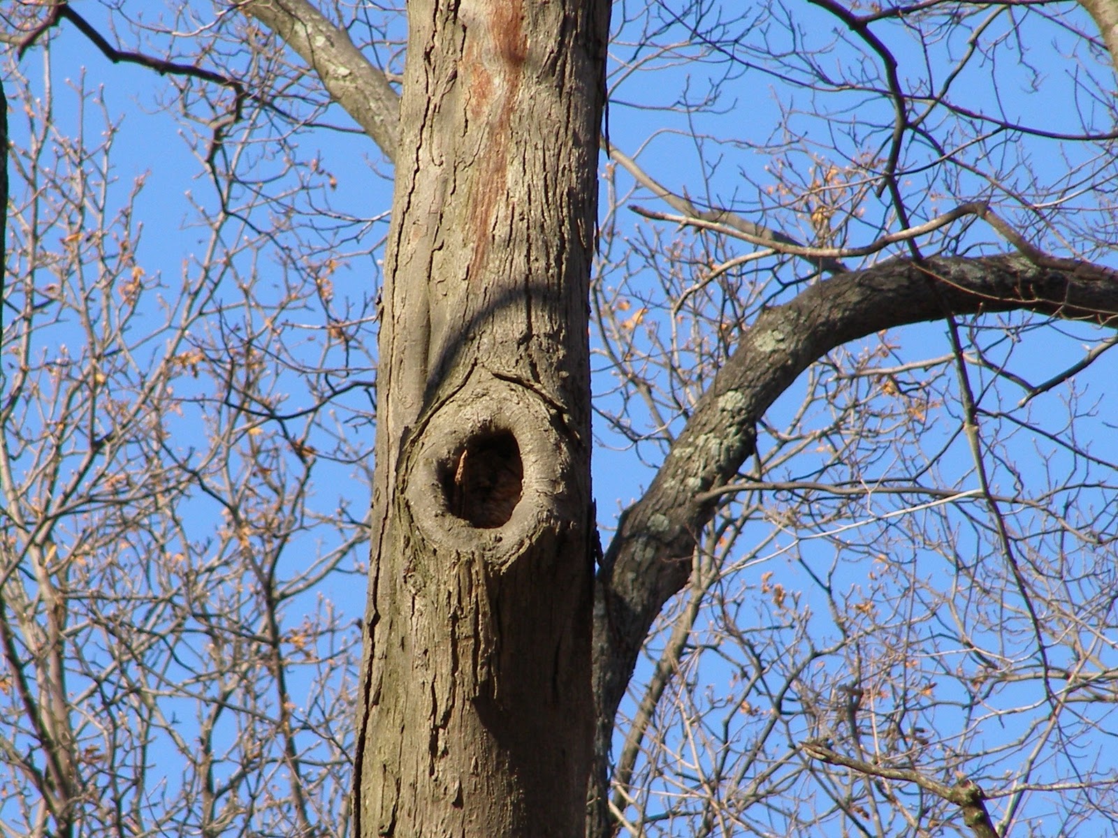 How To Cover Hole In Tree at Randall Ryan blog