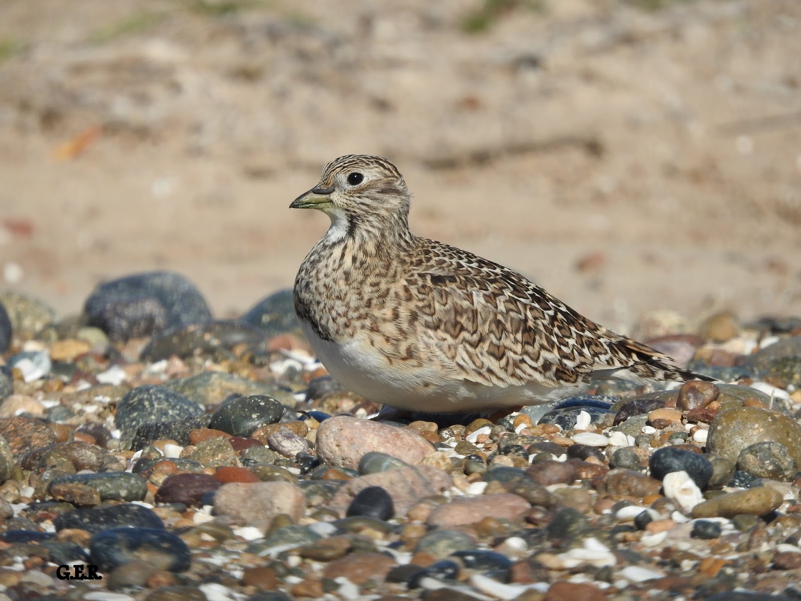 Aves Bonaerenses Agachona chica (Thinocorus rumicivorus)