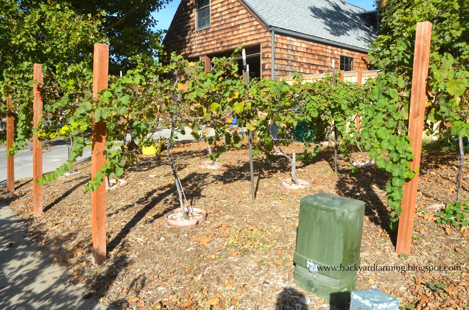 Backyard Farming Another use for parking strip grape vines