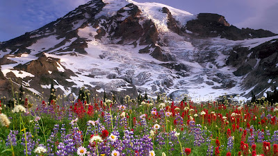 Flowers Ice Mountains Full HD Nature Background Wallpaper for Laptop Widescreen