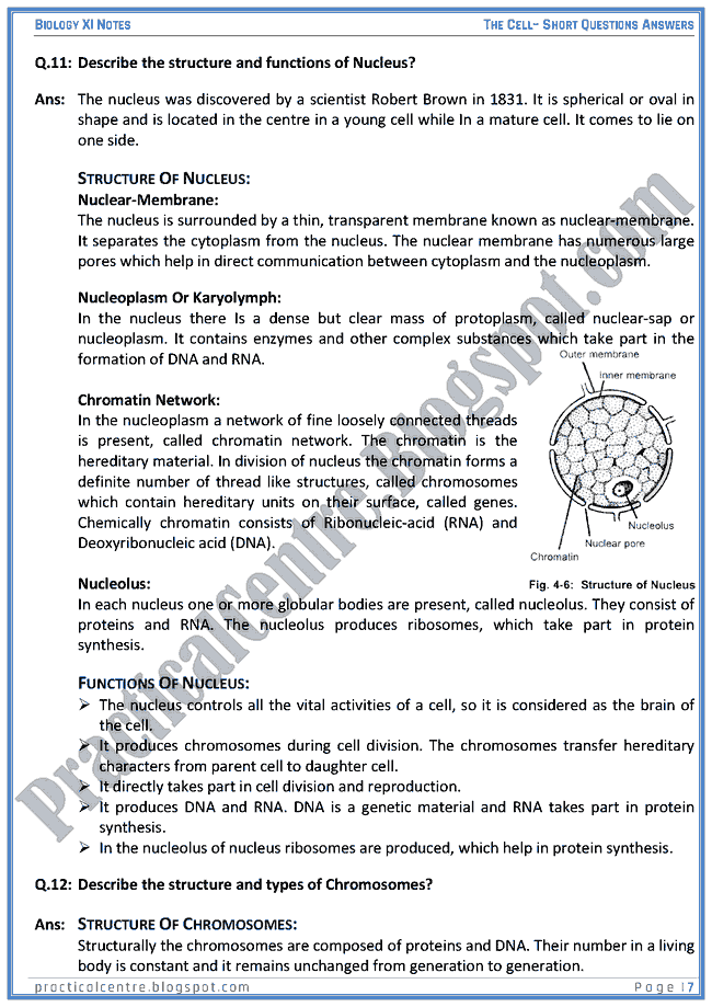 The Cell - Short Questions Answers - Biology XI