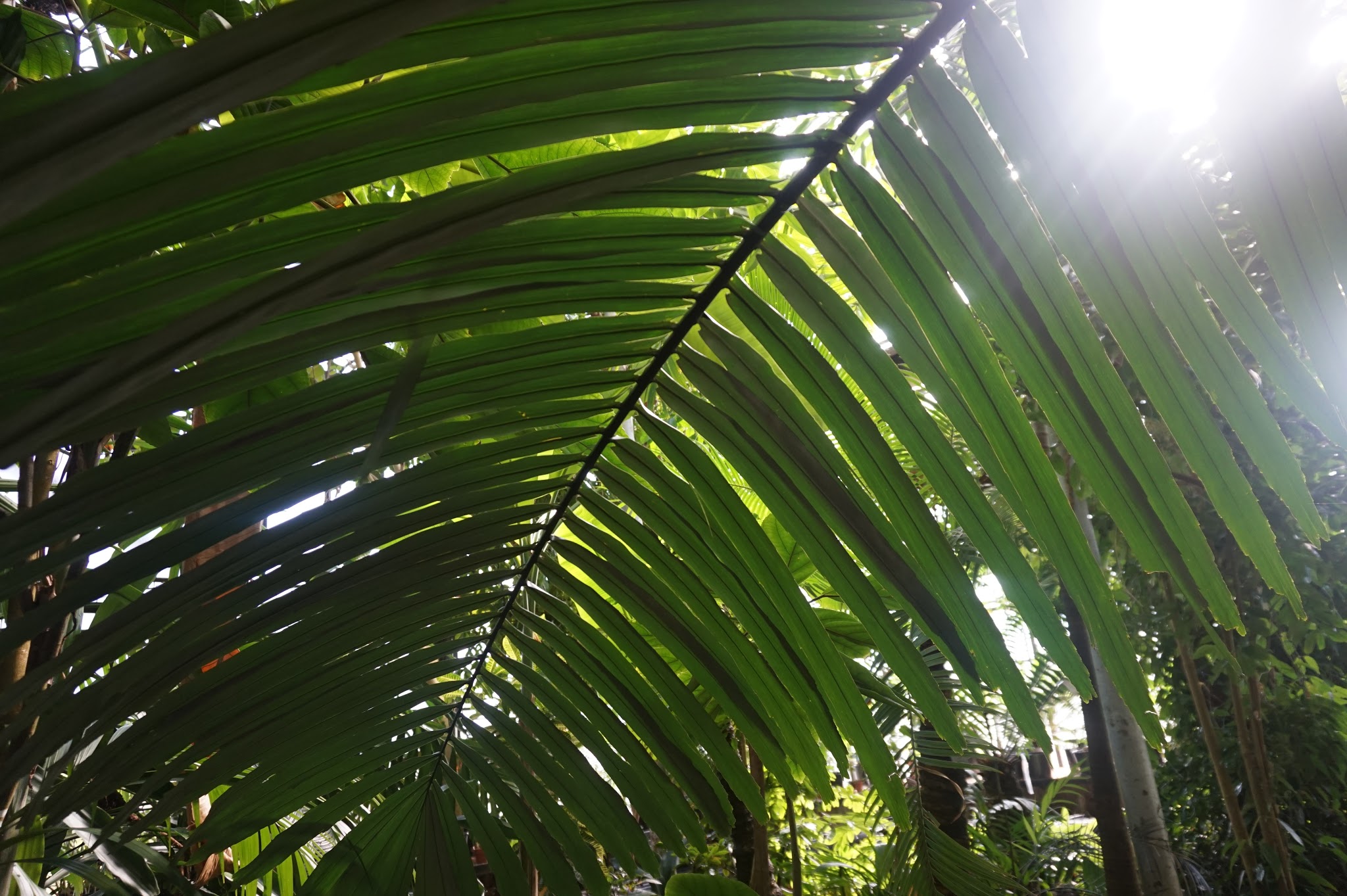 huge palm leaf