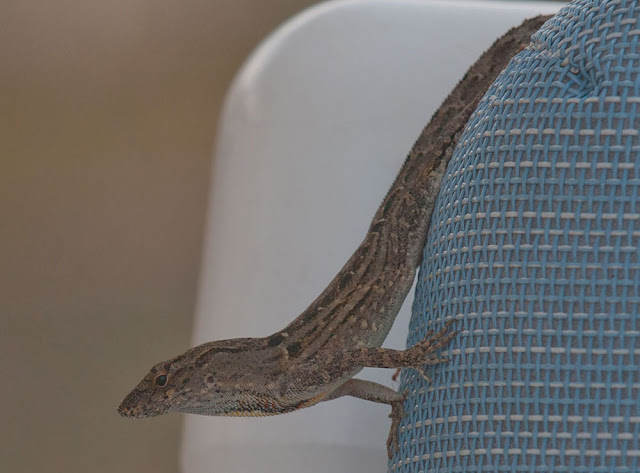 A small brown lizard that appears to be posing for the camera.