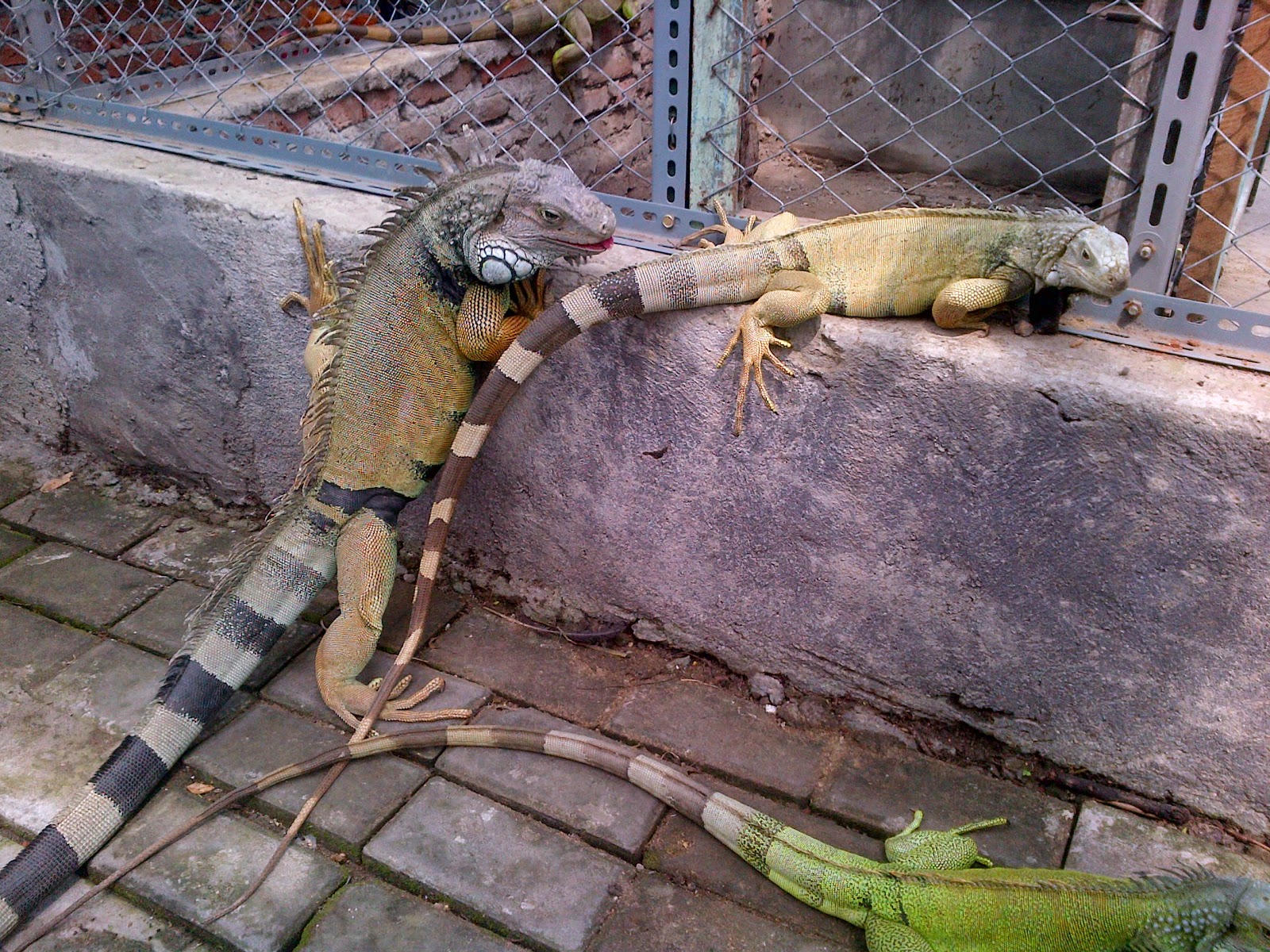 iguana colombia mix peru