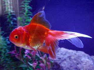 Most Popular Best Pets In The World - Fish