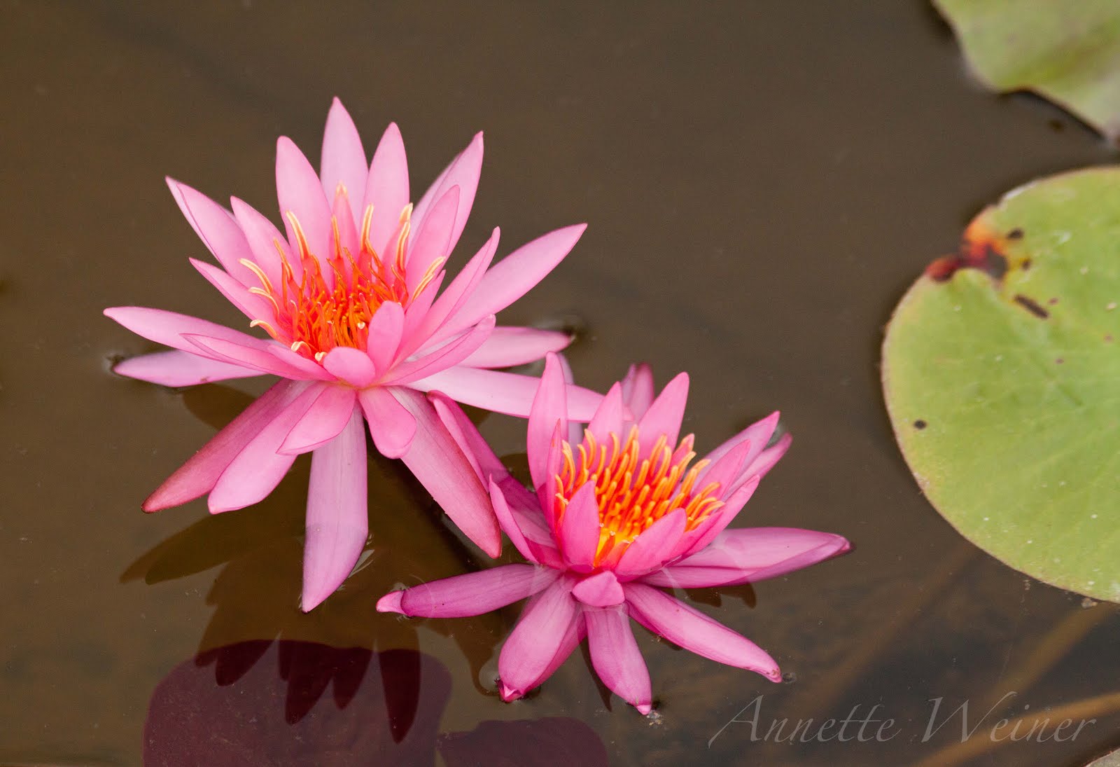 Weiner Art Sunflowers and Water Lilies!