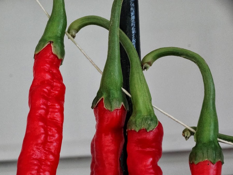 HILO DEL COLGADERO ATRAVESANDO LOS PEDÚNCULOS DE LOS PIMIENTOS PARA COLGAR y CONSERVAR