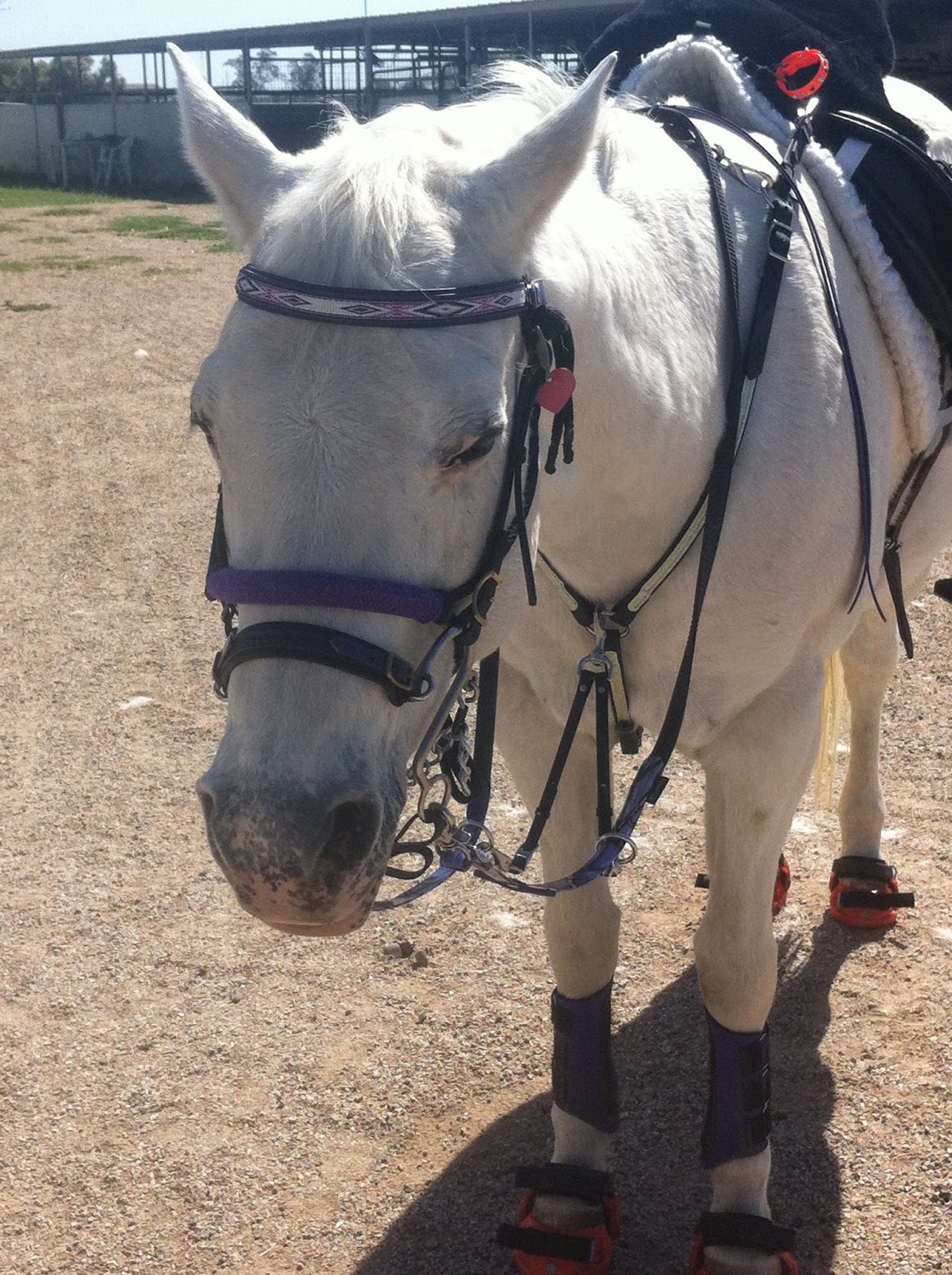 Go Pony Review Taylored Tack Simple Hackamore Headstall