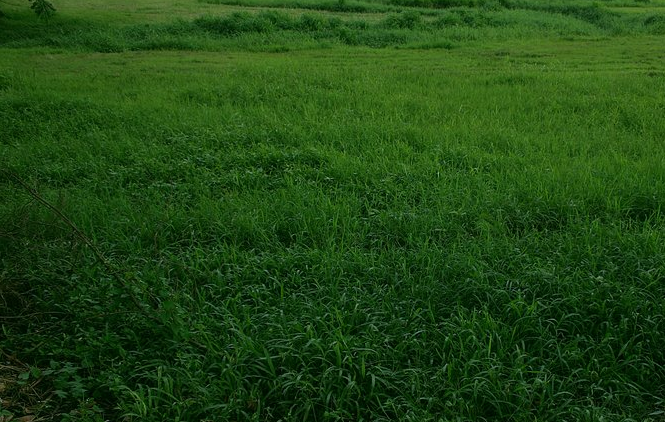 Texturas de Césped ~ Recursos Para El Diseñador