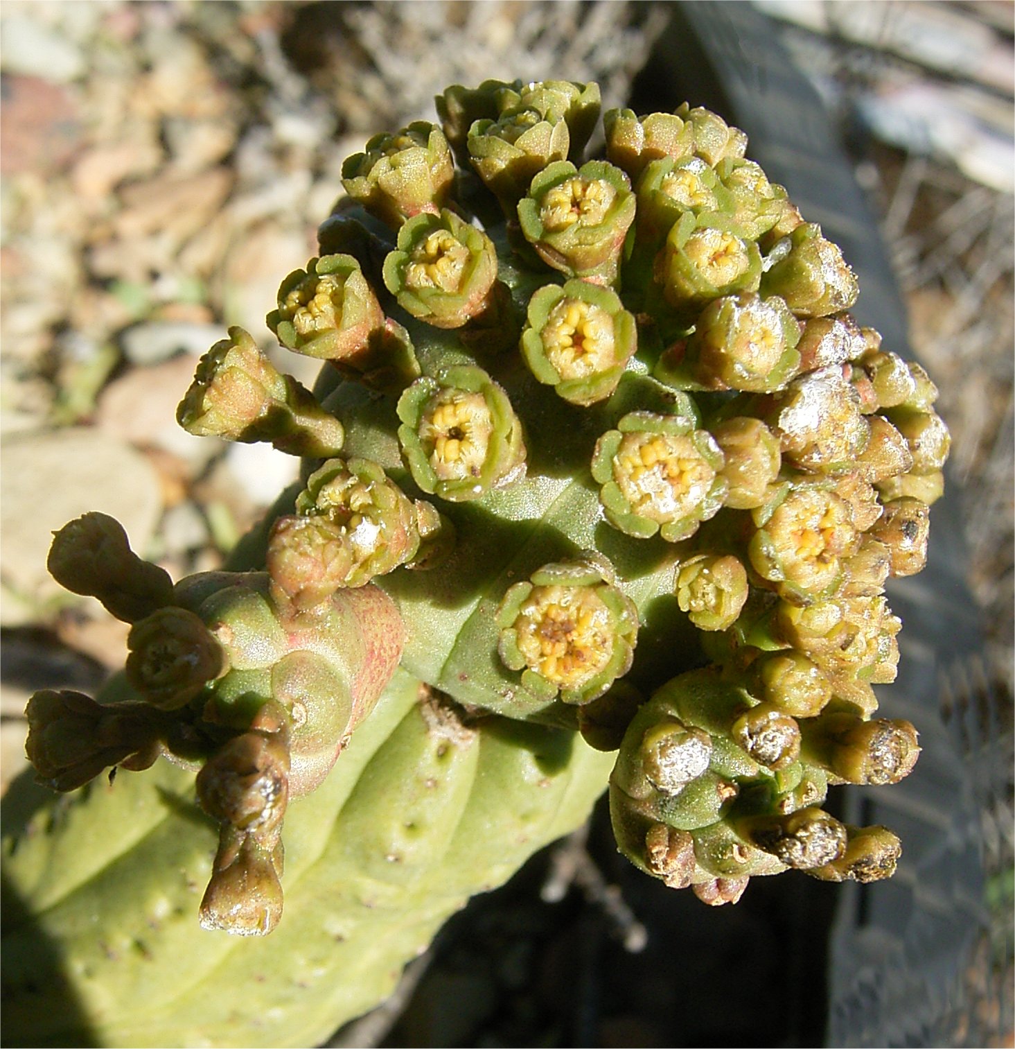 Euphorbia pseudoglobosa var. pseudoglobosa - Heidelberg