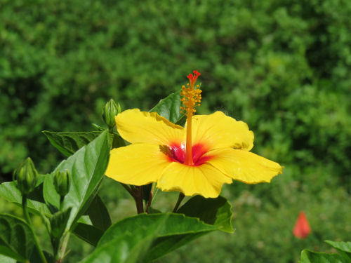hibiscus