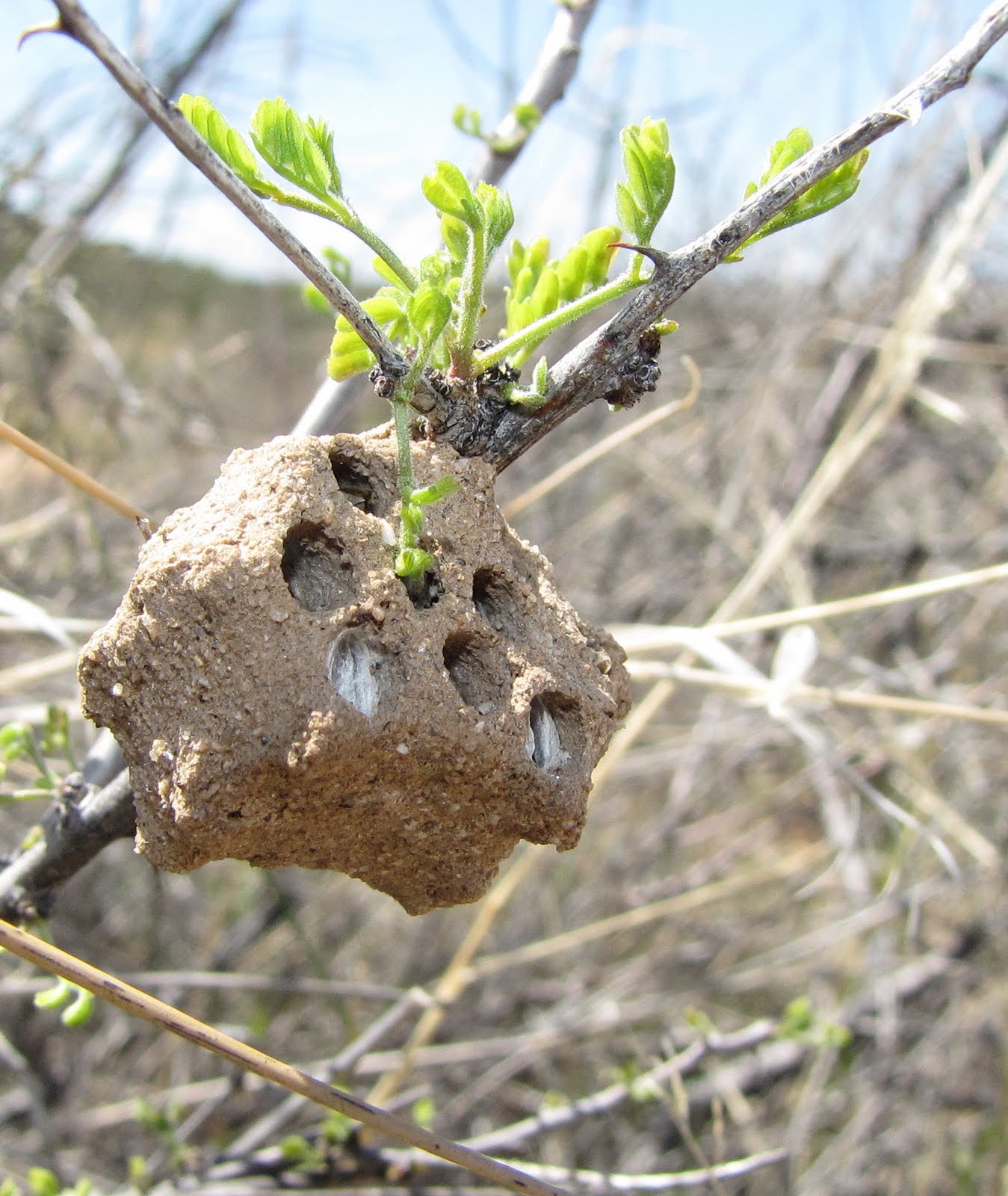 Pollen mézzel a prosztatitishez Panavir a prosztatitisből