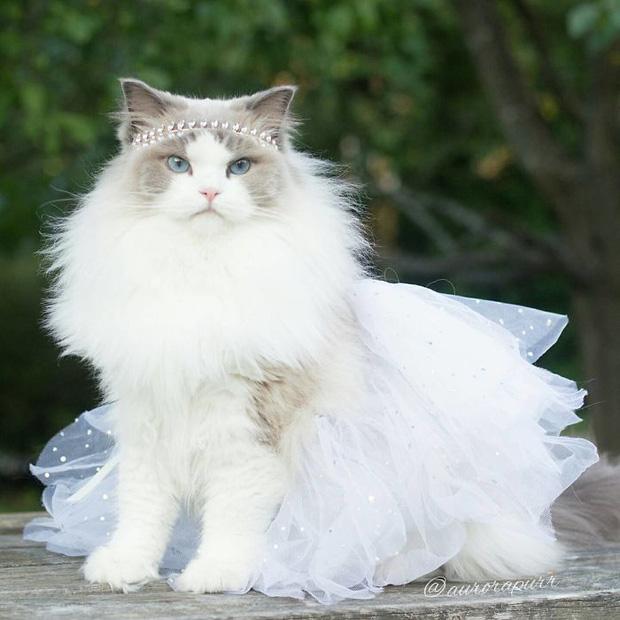 Ngắm nhìn em mèo tiểu thư sang chảnh nhất thế giới