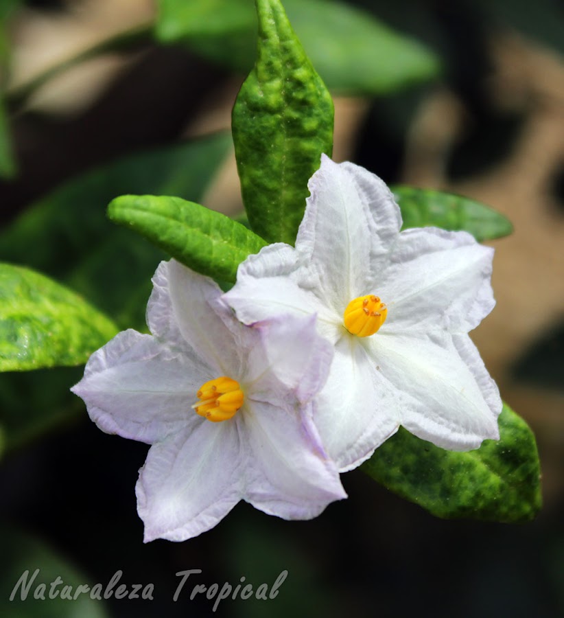 Flores de la planta Solanum havanense