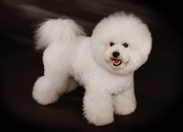 Fluffy White Dog The Bichon