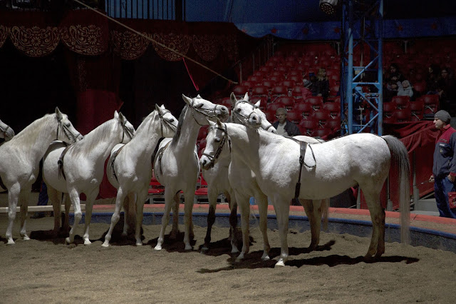 Yvan Frederic Knie  en répétition avec ses chevaux dans le manège du Cirque National suisse Knie