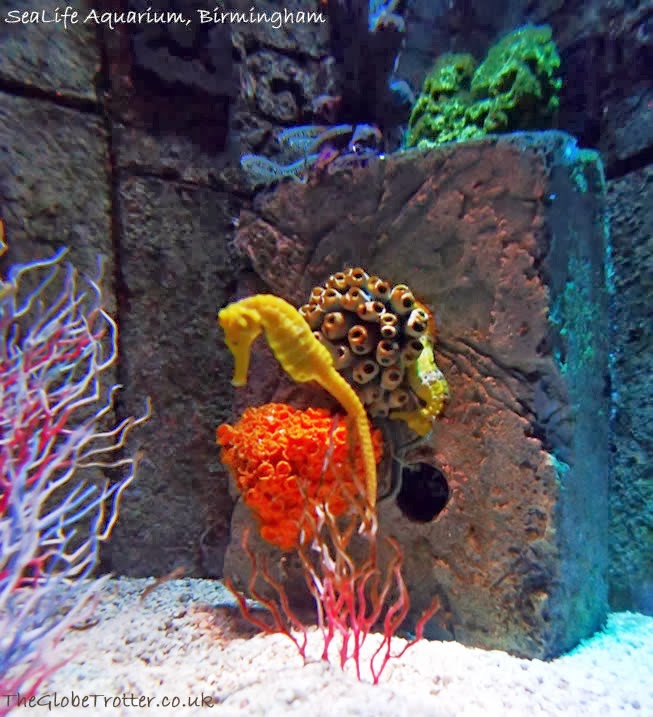 National SEA LIFE Centre in Birmingham The Globe Trotter