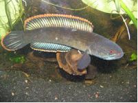 Jenis Jenis Ikan Channa Asiatica – Marulioides