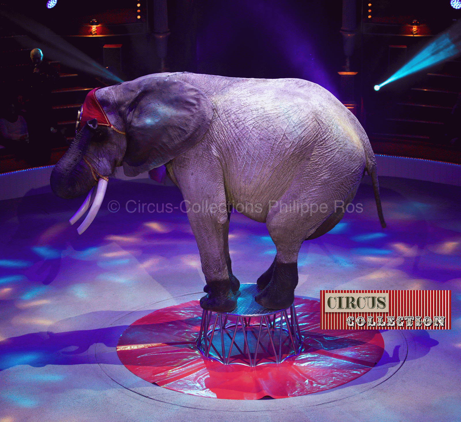 éléphant d'Afrique dans la piste du cirque d'hiver