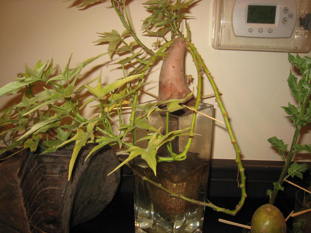 For your eyes only How To Grow An Old Fashioned Sweet