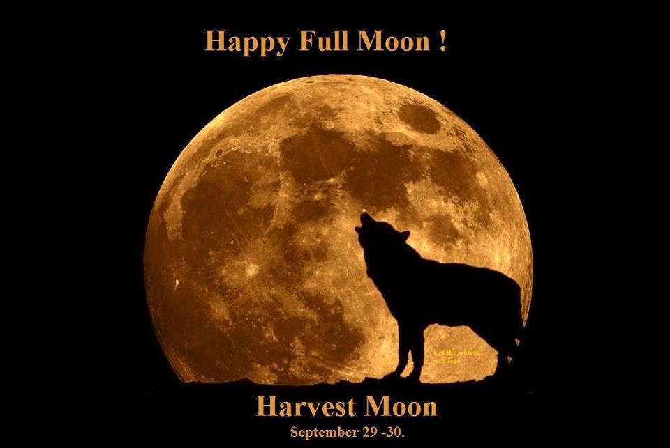 Moon pleasure. Полнолуние животные. Happy Moons. Как выглядит собака в полнолуние.