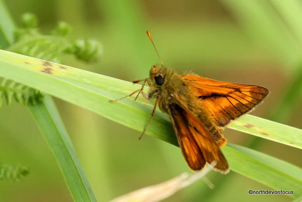 Large Skipper -  Photo copyright Pat Adams North Devon Focus