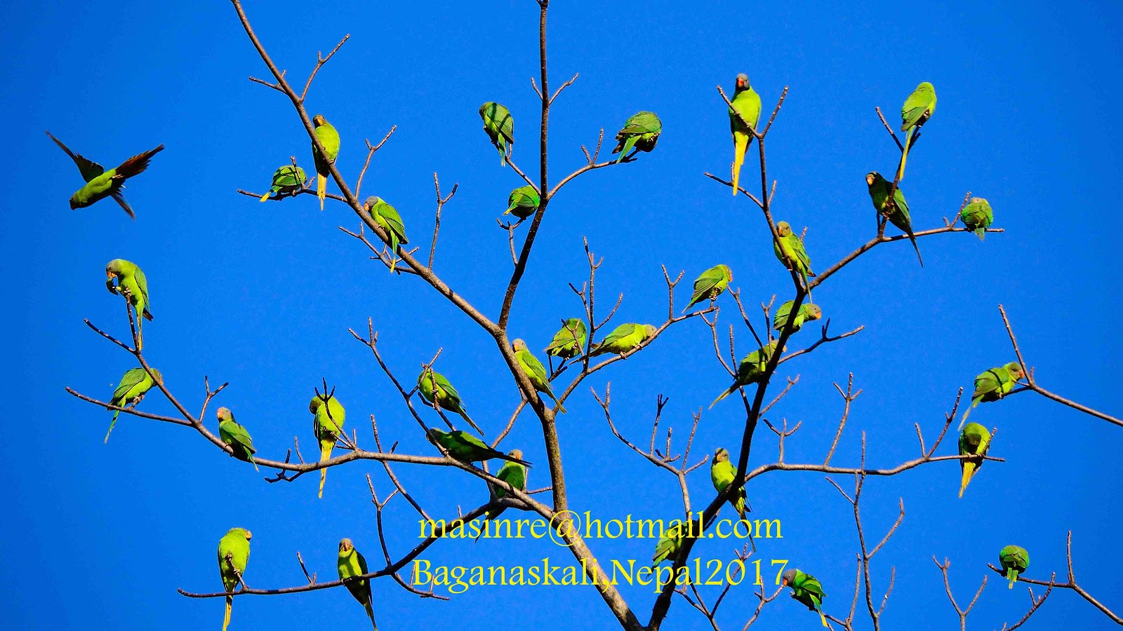 Masinre Photography Snaps in Nepal