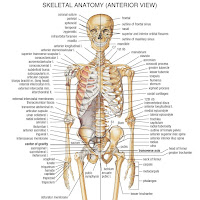 imagenes de partes del cuerpo humano partes del cuerpo humano en ingles
