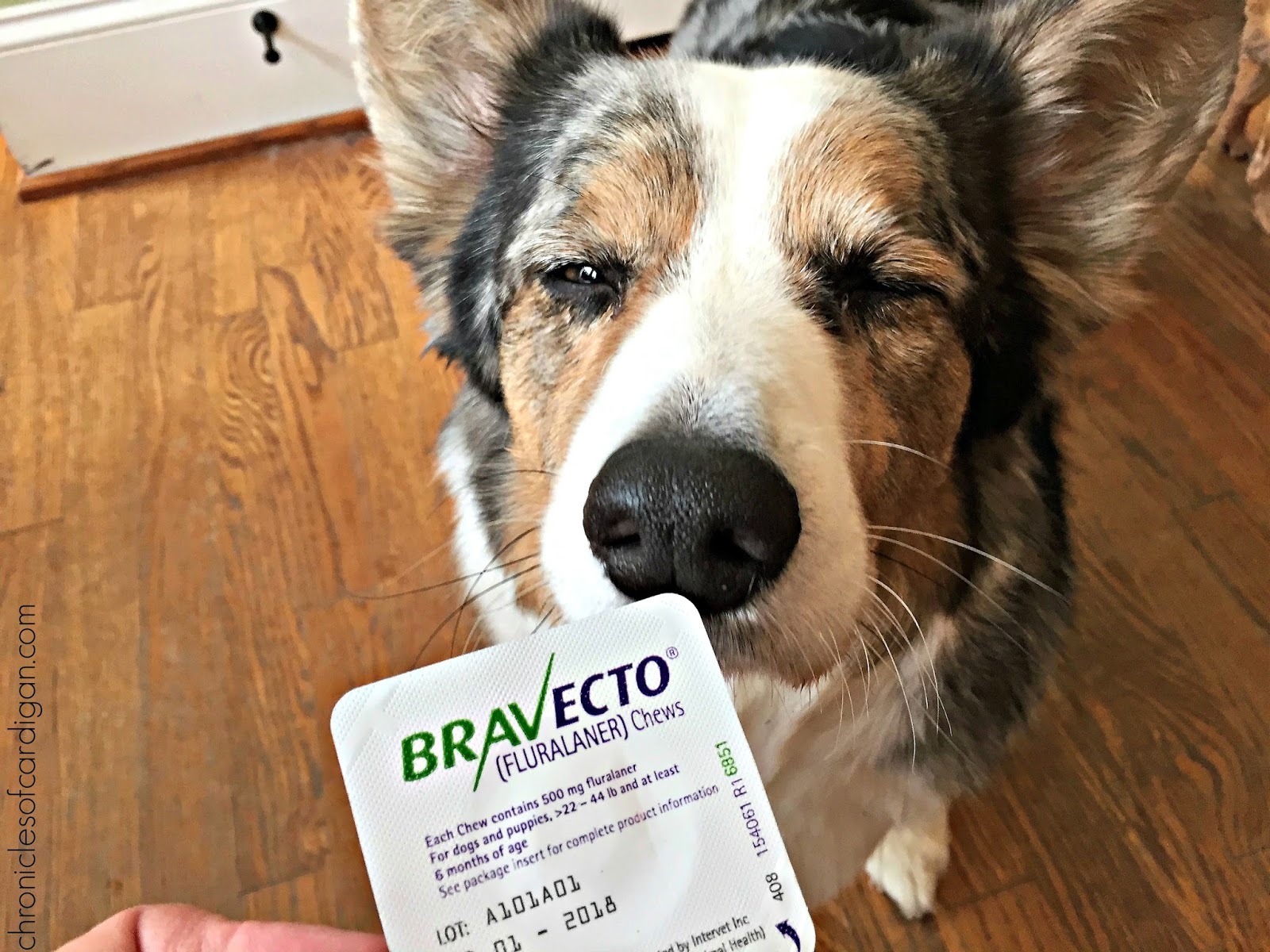 mmm in dogs the chronicles of cardigan why you should give your flea protection not mmm in dogs the chronicles of cardigan why you should give your flea protection not