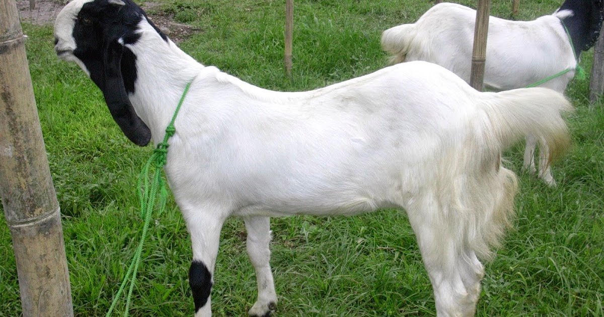 19+ Arti Mimpi Di Kejar Kambing Putih