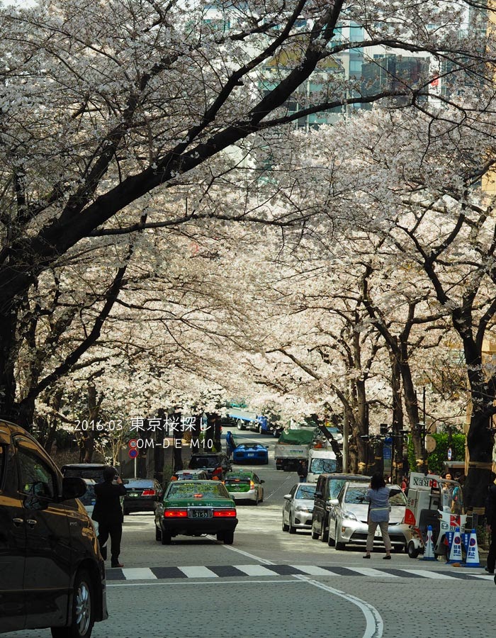東京の桜巡り