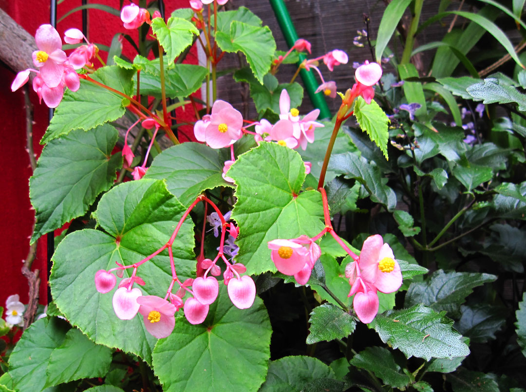 Flowers Begonia Flowers