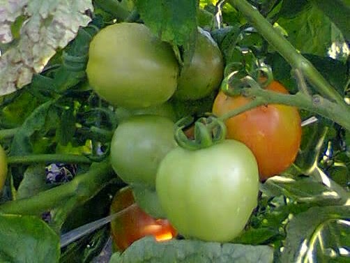 Terbaru 34+ Rpph Tema Tanaman Sayur Tomat