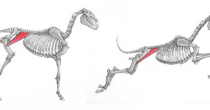 Iliopsoas Injury: A Common Undiagnosed Injury