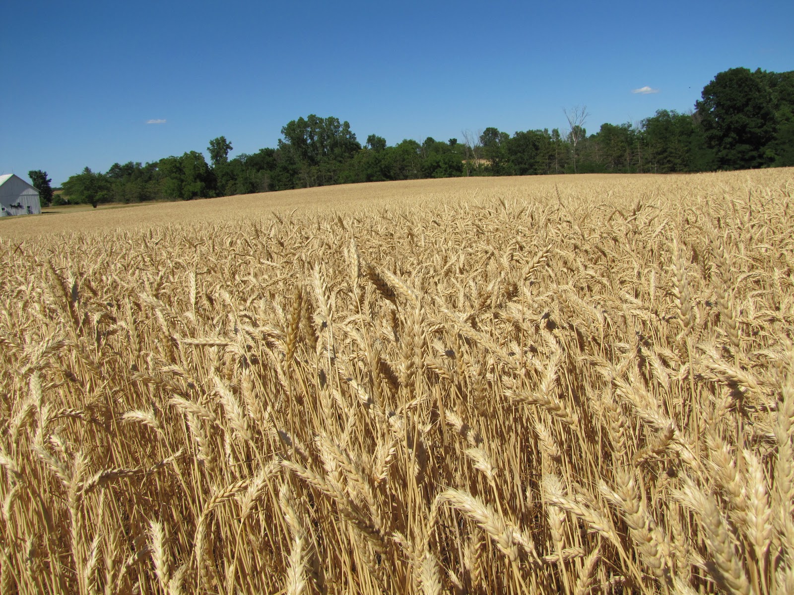 To Behold the Beauty Harvest Time