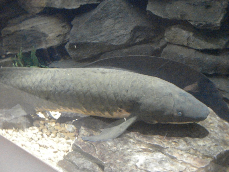 australian lungfish care
