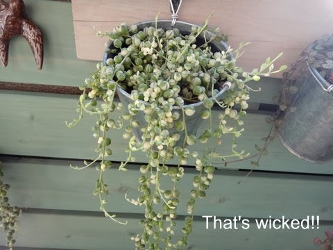 That S Wicked なぜかしぼむ斑入りグリーンネックレス