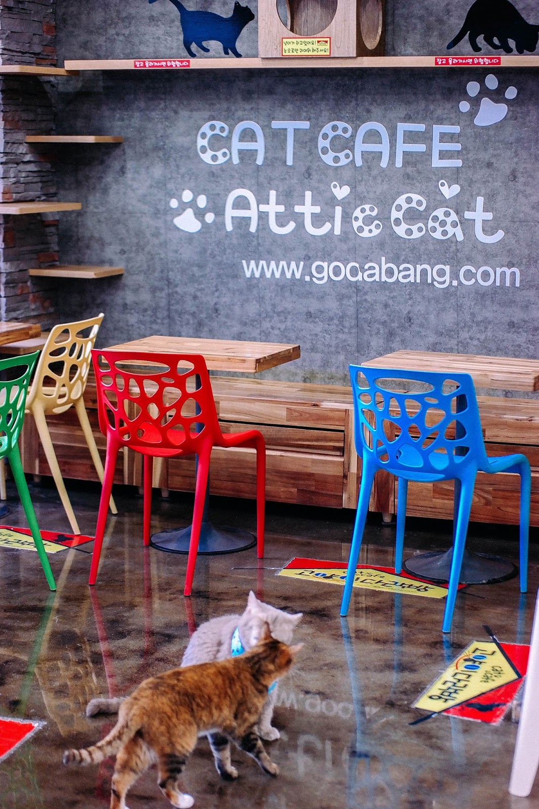 Attic Cat Godabang Cat Cafe in Myeongdong Seoul
